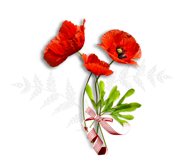 coquelicots-fleurs des champs-printemps-pétales rouge