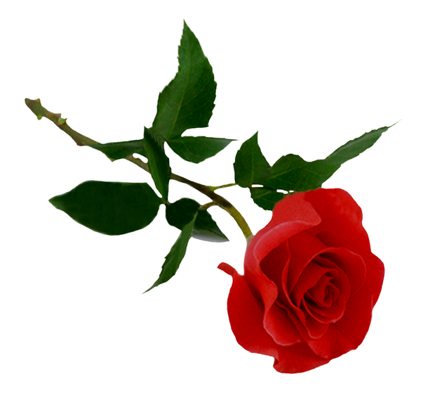 rose rouge-épines-coeur-pétale-fleurs des jardins-png