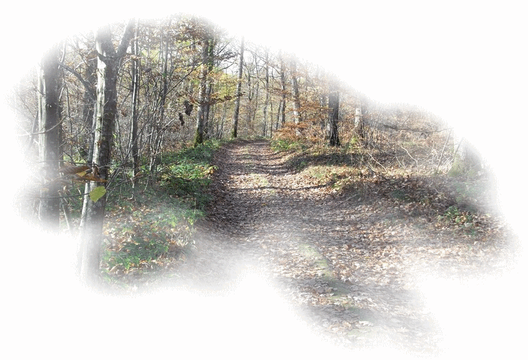 saison automne-chemin forestier-tube automne