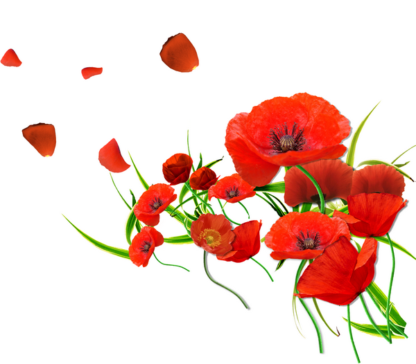coquelicots,fleurs des champs,printemps,pétales rouge