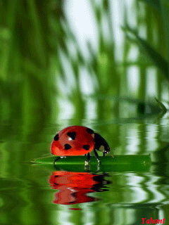 &#128030;gifs coccinelles animated lady bug&#128030;