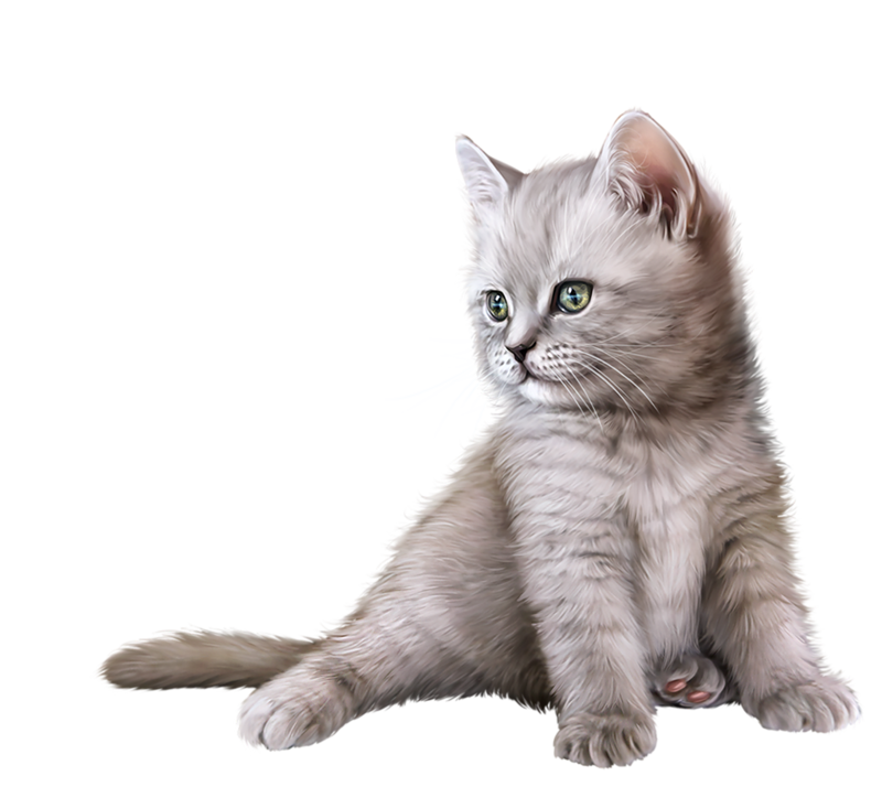 chats chatons cats Katze gato animal fond transparent