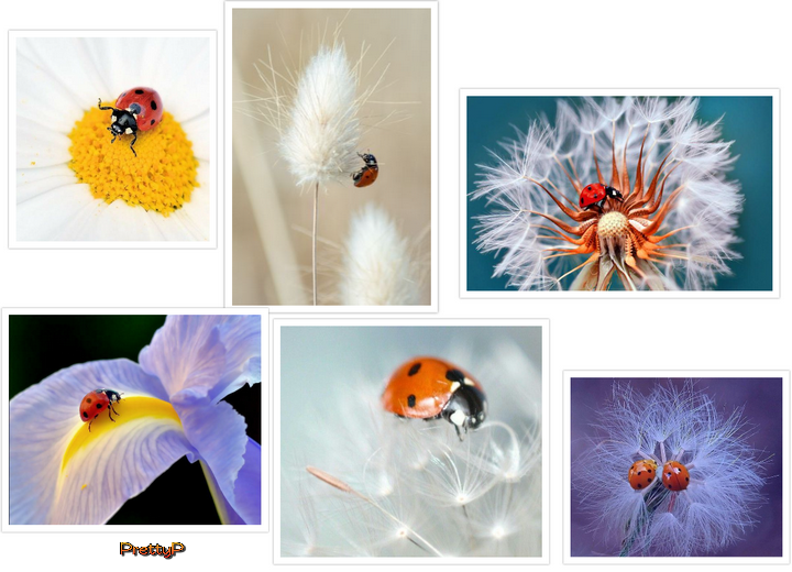 coccinelles gif bête à bon dieu clipart dessin chance