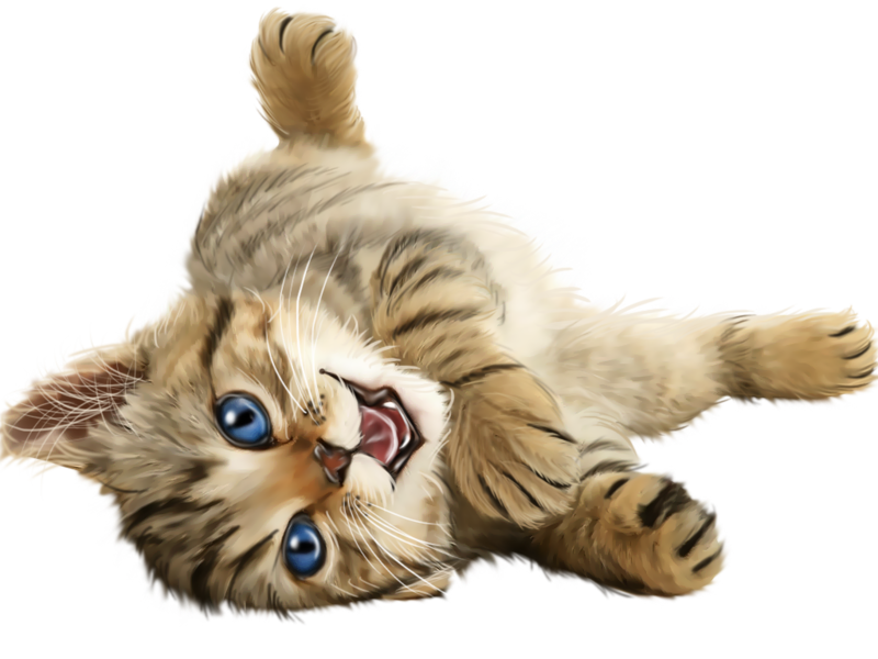 chats chatons cats Katze gato animal fond transparent