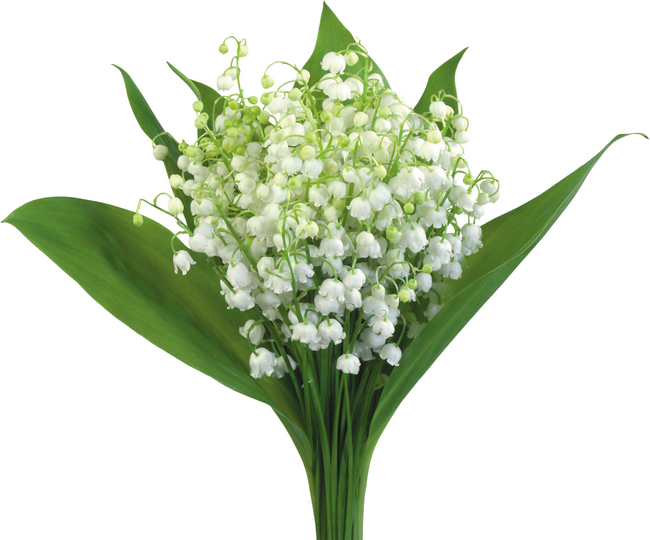 brins de muguet bonheur-premier mai-clochettes blanches