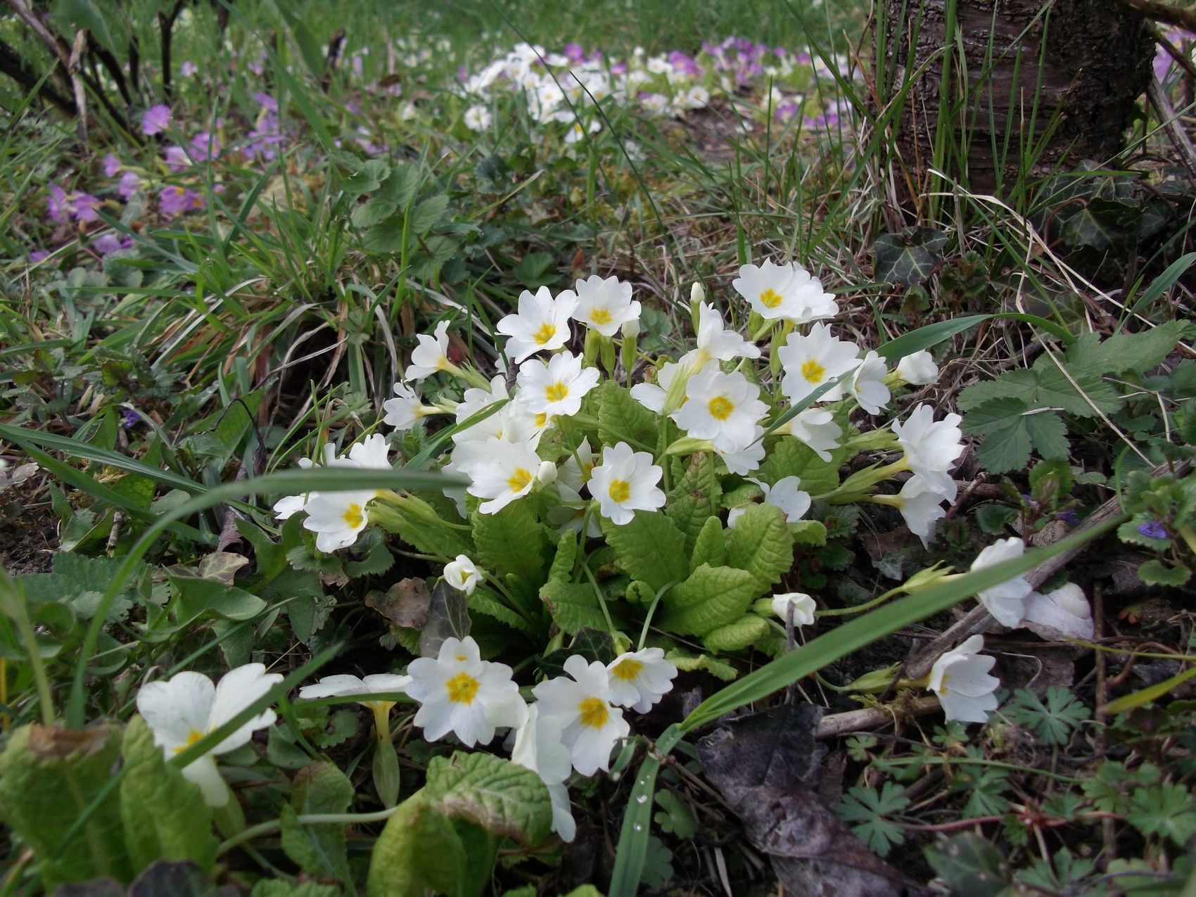 le-printemps-en-photo