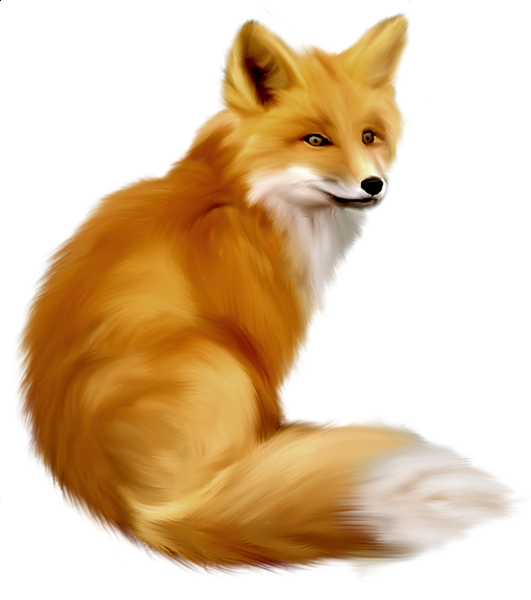 Renard - Fox - Zorro - Image - Animaux De La Forêt